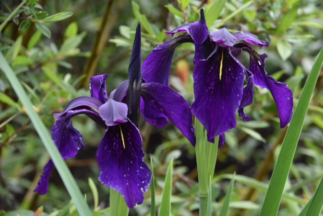 Iris chrysographes