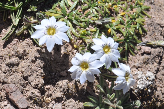 Gentiana