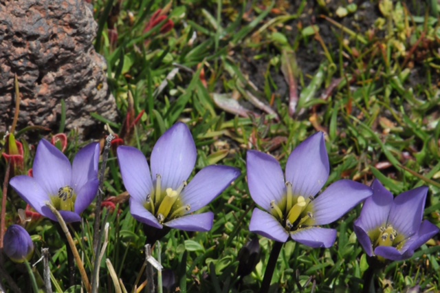 Gentiana