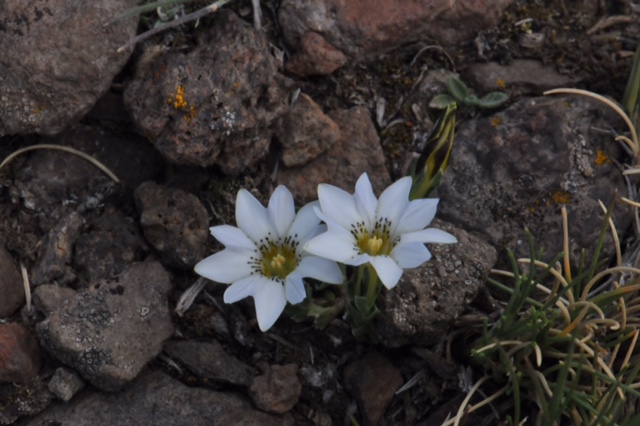 Gentiana