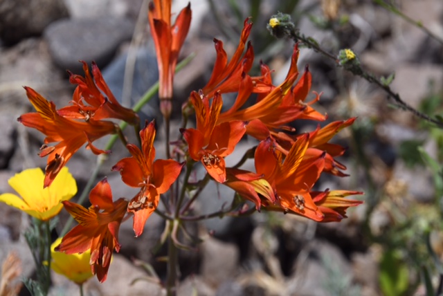 Alstroemeria ligtu