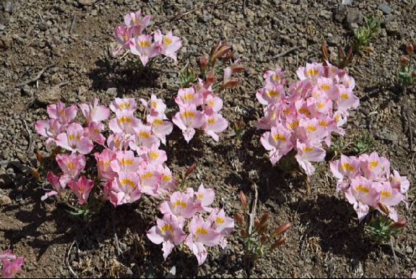 Alstroemeria pallida