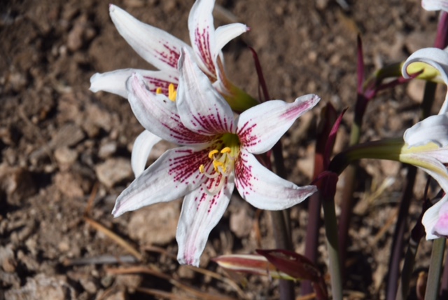 Rhodophiala rhodolirion