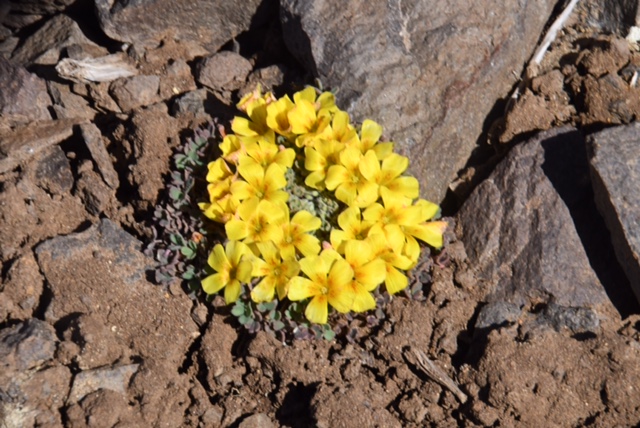 Oxalis compacta