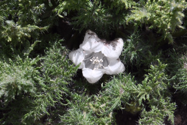 Caiophora coronata