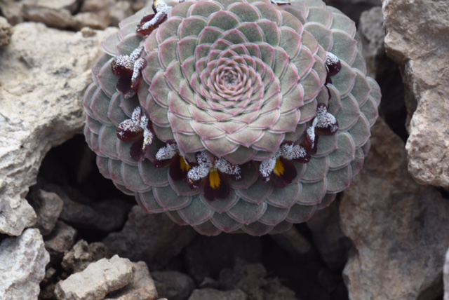 Viola atropurpurea