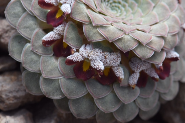 Viola atropurpurea