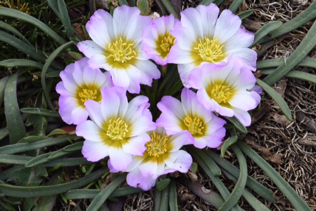 Calandrinia affinis