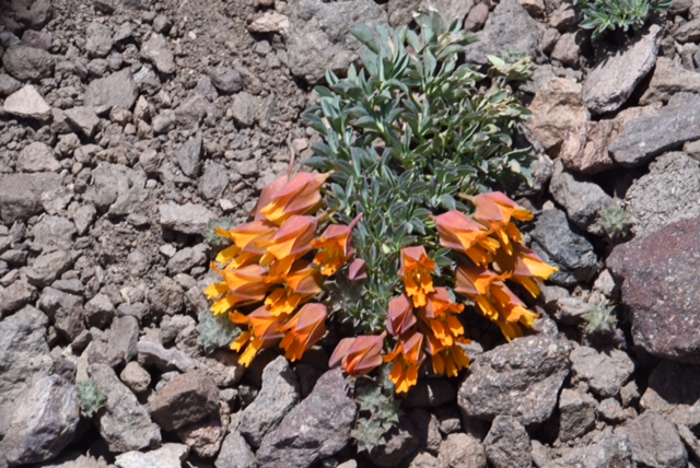 Tropaeolum nubigenum