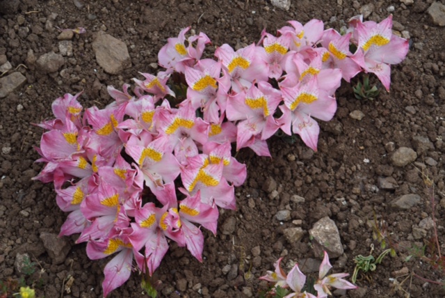 Alstroemeria pallida