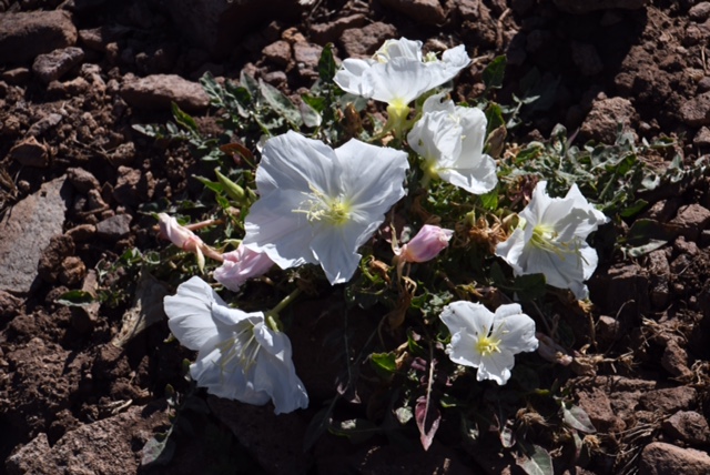 Oenothera acaulis