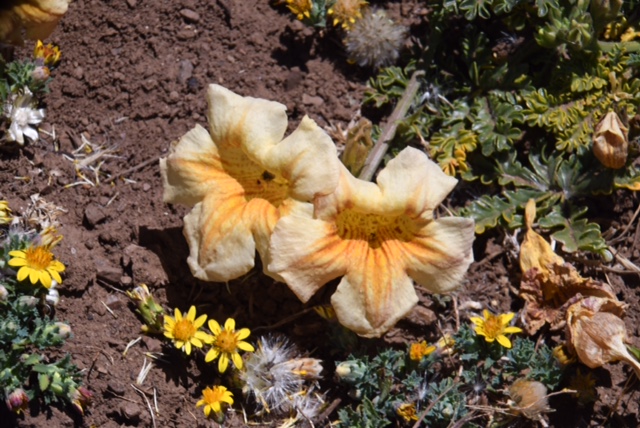 Argylia adscendens