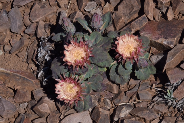 Pachyleana atriplicifolia