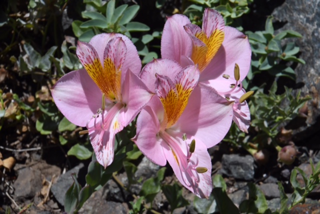 Alstroemeria exerens