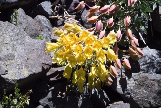 Tropaeolum polyphyllum