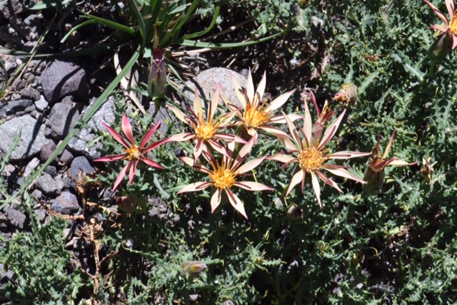 Mutisia acerosa