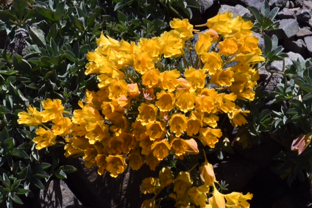 Tropaeolum polyphyllum