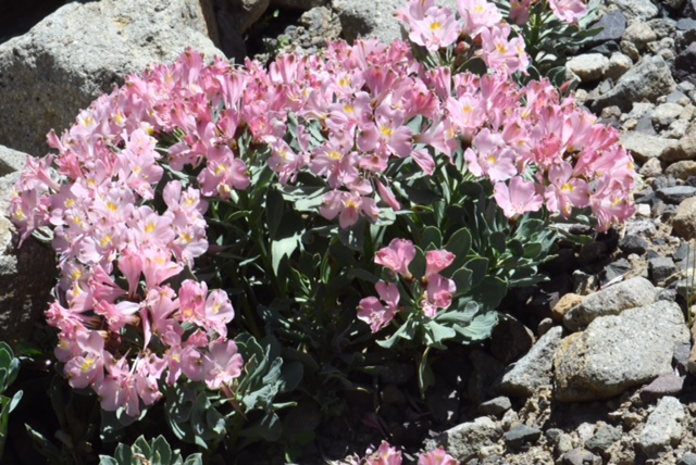 Alstroemeria umbellata