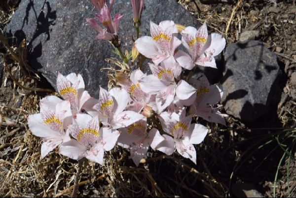 Alstroemeria pallida