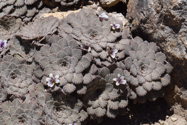 Viola congesta