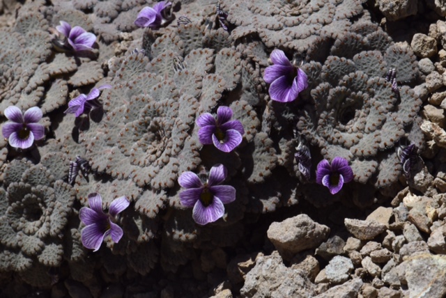 Viola congesta