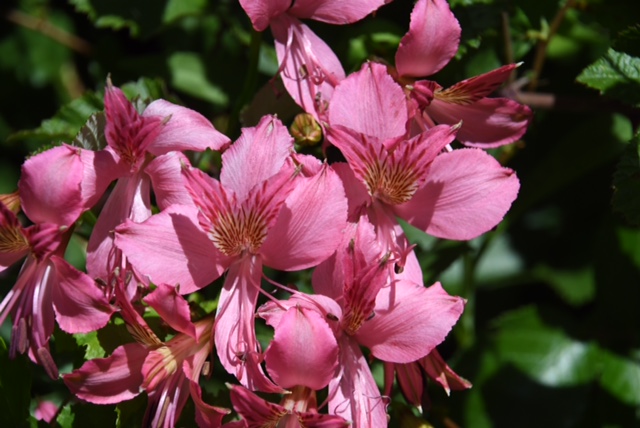 Alstroemeria presleyana