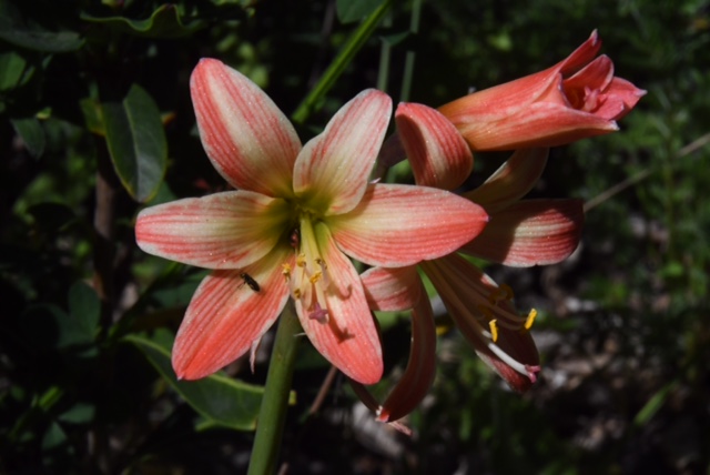 Alstroemeria ligtu ligtu