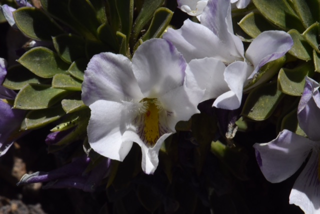 Viola cotyledon