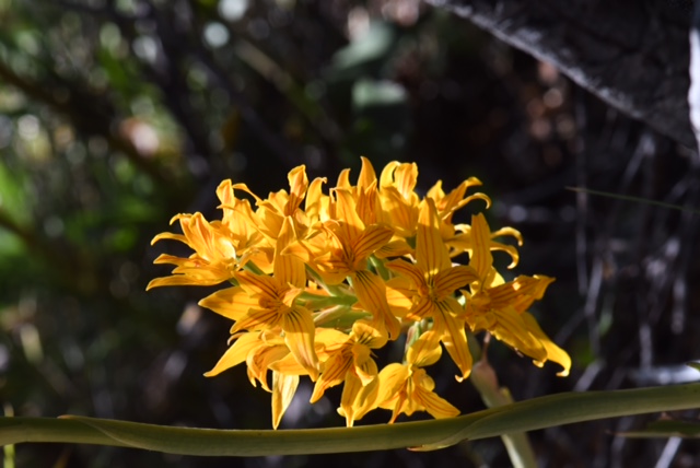 Chloraea nudilabia