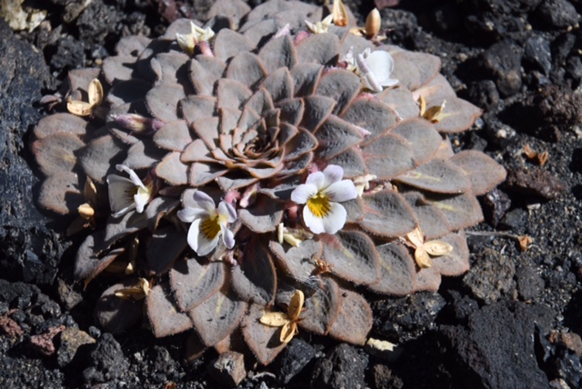 Viola rosulata