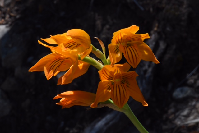 Chloraea nudilabia