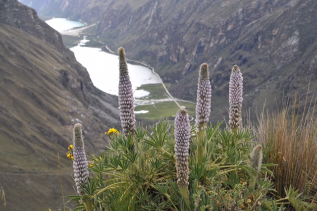 Lupinus sp.