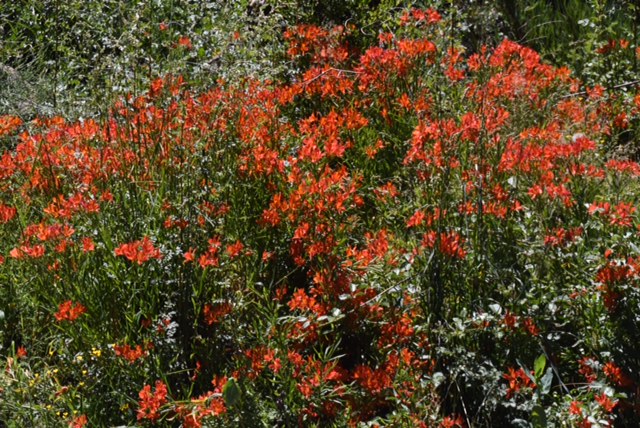 Alstroemeria aurea