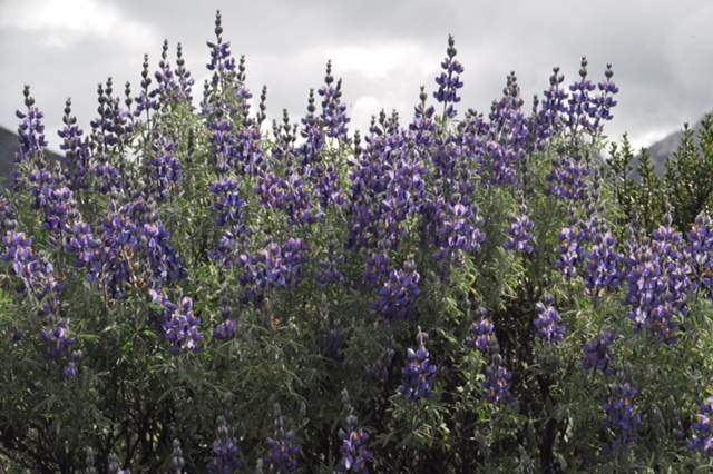 Lupinus sp.