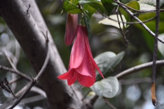 Lapageria rosea