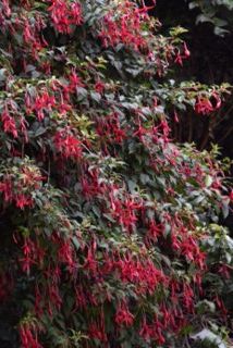 Fuchsia magellanica