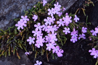 Ourisia microphylla