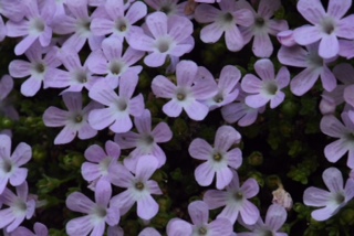 Ourisia microphylla