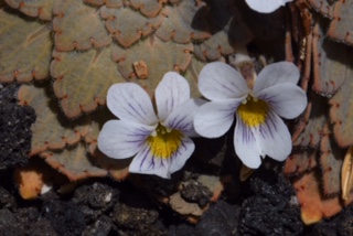 Viola congesta