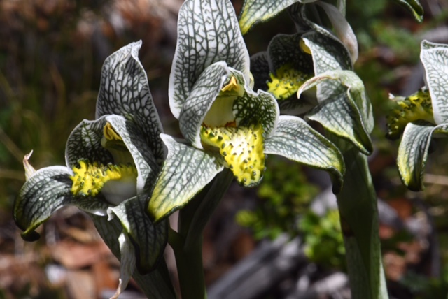 Chloraea magellanica