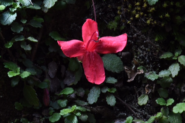 Chloraea alpina