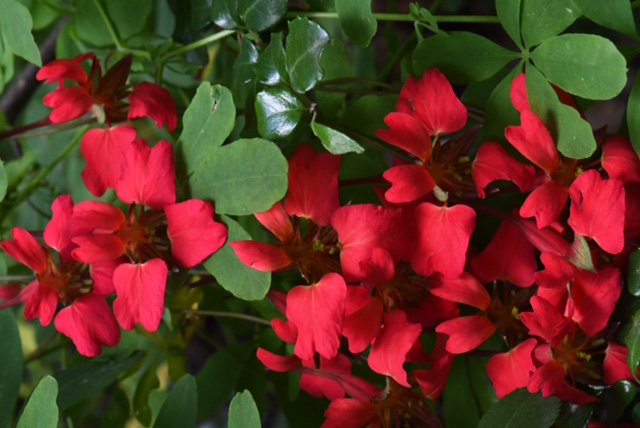 Asteranthera ovata