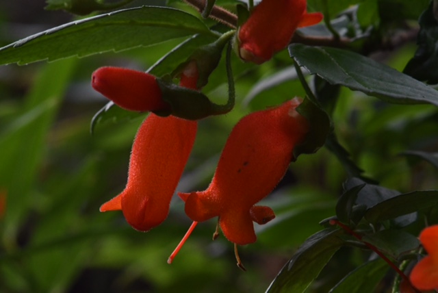 Mitraria coccinea