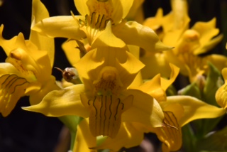 Chloraea alpina