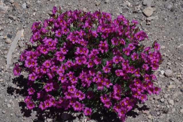 Oxalis squamata