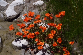 Mimulus cupreus