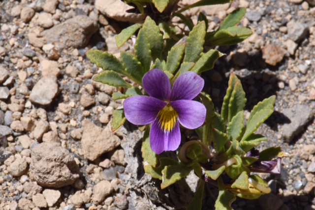 Calandrinia colchaguensis