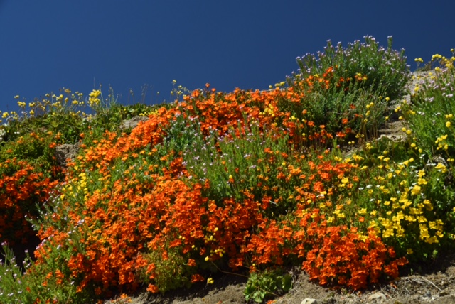 Mimulus cupreus