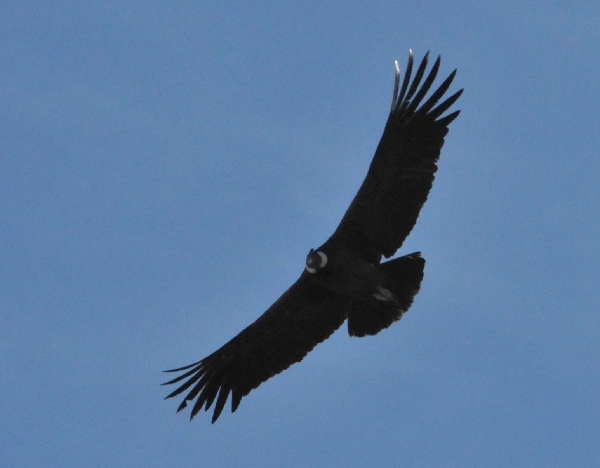 Condor