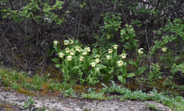 Cypripedium flavum